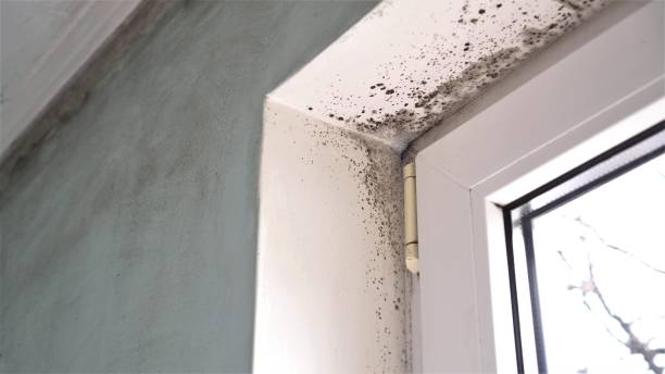 Best Basement Mold Remediation in Fort Lewis, WA