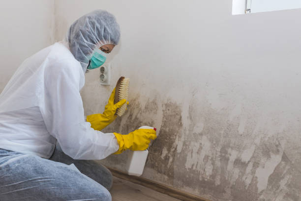Best Post-Flood Mold Remediation in Fort Lewis, WA