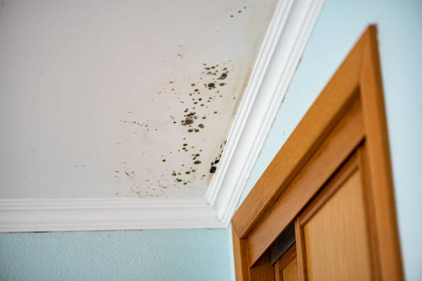 Best Commercial Mold Remediation in Fort Lewis, WA