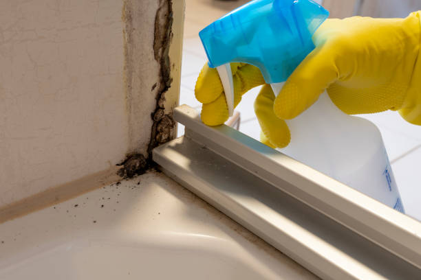 Best Preventive Mold Services in Fort Lewis, WA