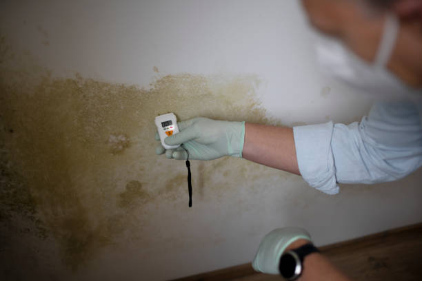 Best Residential Mold Remediation in Fort Lewis, WA