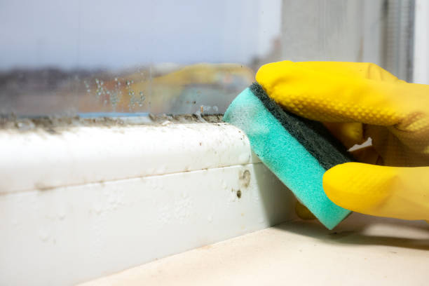 Best Bathroom Mold Remediation in Fort Lewis, WA