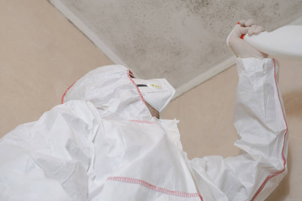 Best Attic Mold Remediation in Fort Lewis, WA