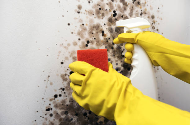 Best Insurance-Related Mold Remediation in Fort Lewis, WA