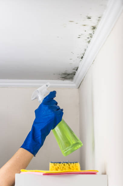 Best Post-Flood Mold Remediation in Fort Lewis, WA